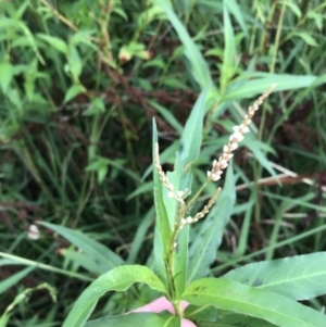 Persicaria decipiens at Lyneham Wetland - 23 Feb 2021