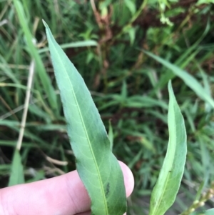 Persicaria decipiens at Lyneham Wetland - 23 Feb 2021