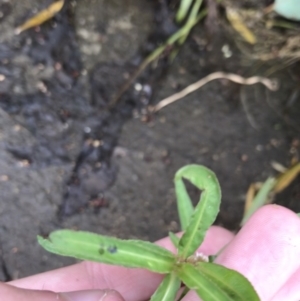 Alternanthera denticulata at Lyneham Wetland - 23 Feb 2021 08:32 AM