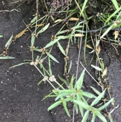 Alternanthera denticulata at Lyneham Wetland - 23 Feb 2021