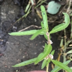 Alternanthera denticulata at Lyneham Wetland - 23 Feb 2021 08:32 AM