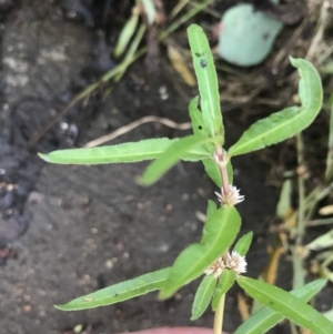 Alternanthera denticulata at Lyneham Wetland - 23 Feb 2021