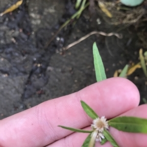 Alternanthera denticulata at Lyneham Wetland - 23 Feb 2021 08:32 AM