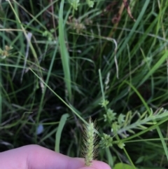 Setaria sp. (Pigeon Grass) at Lyneham Wetland - 23 Feb 2021 by Tapirlord