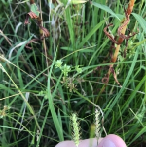 Setaria sp. at Lyneham Wetland - 24 Feb 2021