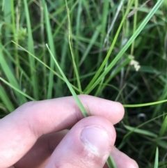 Setaria sp. at Lyneham Wetland - 24 Feb 2021 08:25 AM