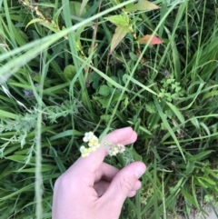 Pseudognaphalium luteoalbum (Jersey Cudweed) at Lyneham Wetland - 23 Feb 2021 by Tapirlord