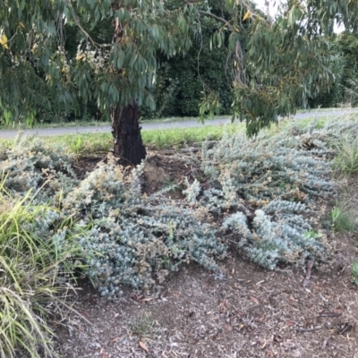 Chrysocephalum apiculatum (Common Everlasting) at Lyneham, ACT - 24 Feb 2021 by Tapirlord