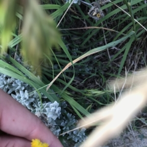 Chrysocephalum apiculatum at Lyneham, ACT - 24 Feb 2021