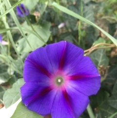 Ipomoea purpurea (Common Morning Glory) at City Renewal Authority Area - 23 Feb 2021 by Tapirlord