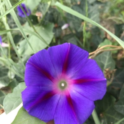 Ipomoea purpurea (Common Morning Glory) at Sullivans Creek, Lyneham South - 23 Feb 2021 by Tapirlord