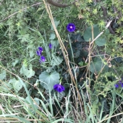 Ipomoea purpurea at Lyneham, ACT - 24 Feb 2021