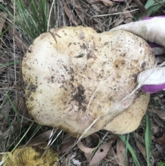 Phylloporus sp. (Phylloporus sp.) at Griffith, ACT - 24 Feb 2021 by ianandlibby1