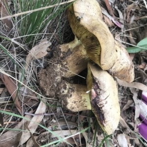 Phylloporus sp. at Griffith, ACT - 24 Feb 2021 04:30 PM