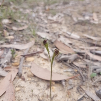 Speculantha furva (Swarthy Tiny Greenhood) at Mongarlowe, NSW - 24 Feb 2021 by MelitaMilner