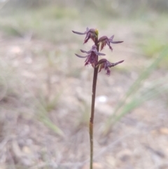 Corunastylis ostrina (Purple Midge Orchid) at Mongarlowe, NSW - 24 Feb 2021 by MelitaMilner