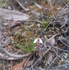 Eriochilus cucullatus (Parson's Bands) at Mongarlowe, NSW - 23 Feb 2021 by MelitaMilner