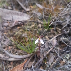 Eriochilus cucullatus at Mongarlowe, NSW - 24 Feb 2021