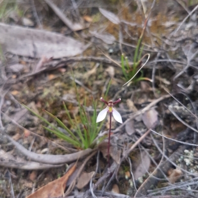 Eriochilus cucullatus (Parson's Bands) at Mongarlowe, NSW - 24 Feb 2021 by MelitaMilner