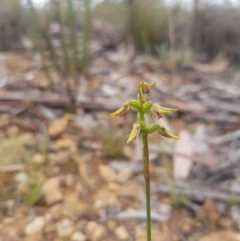 Corunastylis oligantha (Mongarlowe Midge Orchid) at Mongarlowe, NSW - 24 Feb 2021 by MelitaMilner