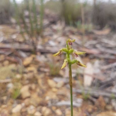 Corunastylis oligantha (Mongarlowe Midge Orchid) at Mongarlowe, NSW - 23 Feb 2021 by MelitaMilner