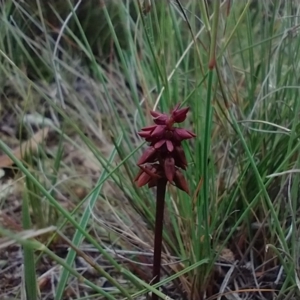 Corunastylis densa at Mongarlowe, NSW - 11 Dec 2020