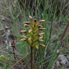 Corunastylis sp. (A Midge Orchid) at Mongarlowe River - 11 Dec 2020 by MelitaMilner