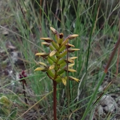 Corunastylis sp. (A Midge Orchid) at Mongarlowe River - 11 Dec 2020 by MelitaMilner