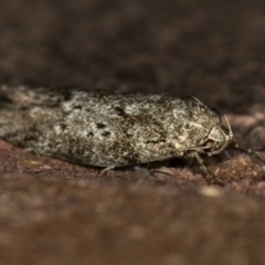 Philobota philostaura at Melba, ACT - 7 Feb 2021 by Bron