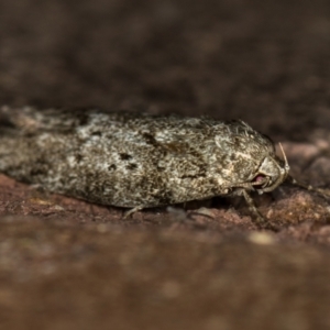 Philobota philostaura at Melba, ACT - 7 Feb 2021