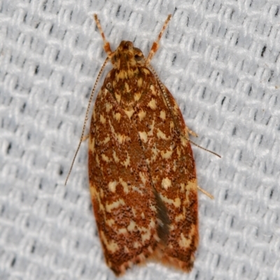 Syringoseca rhodoxantha (A Concealer moth (Wingia group)) at Melba, ACT - 7 Feb 2021 by Bron
