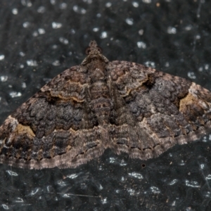 Epyaxa sodaliata at Melba, ACT - 7 Feb 2021 01:38 PM