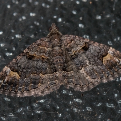 Epyaxa sodaliata (Sodaliata Moth, Clover Moth) at Melba, ACT - 7 Feb 2021 by Bron