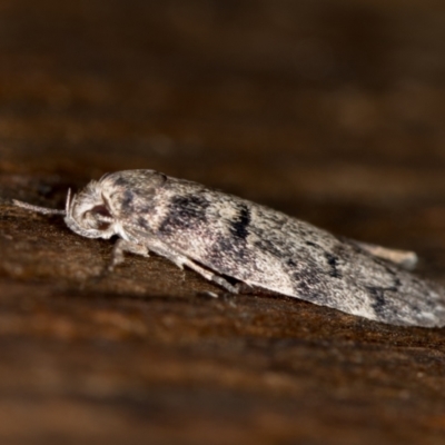 Agriophara (genus) (A Flat-bodied moth (Stenomatinae, Depressariidae)) at Melba, ACT - 7 Feb 2021 by Bron