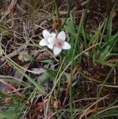 Boronia nana var. hyssopifolia at Mongarlowe River - 11 Dec 2020 by MelitaMilner