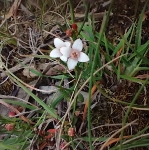 Boronia nana var. hyssopifolia at Mongarlowe, NSW - 11 Dec 2020