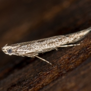 Gracillariidae (family) at Melba, ACT - 7 Feb 2021