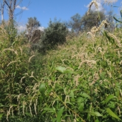 Persicaria lapathifolia (Pale Knotweed) at Gordon, ACT - 22 Feb 2021 by michaelb