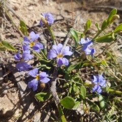 Dampiera stricta (Blue Dampiera) at QPRC LGA - 25 Nov 2020 by MelitaMilner