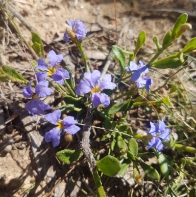 Dampiera stricta (Blue Dampiera) at Mongarlowe River - 25 Nov 2020 by MelitaMilner