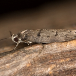 Scatochresis episema at Melba, ACT - 7 Feb 2021 01:53 PM