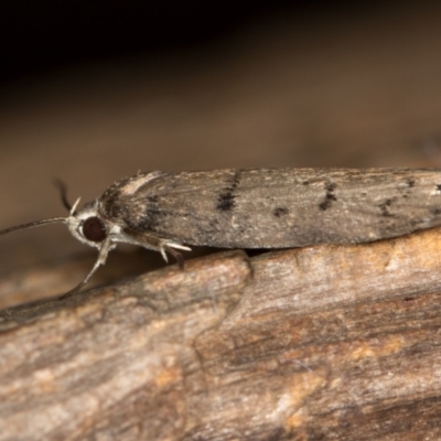 Scatochresis episema (A scat moth) at Melba, ACT - 7 Feb 2021 by Bron