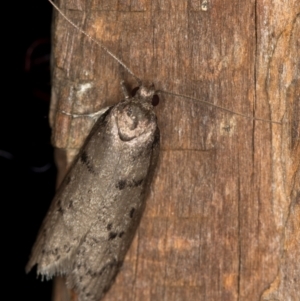 Scatochresis episema at Melba, ACT - 7 Feb 2021