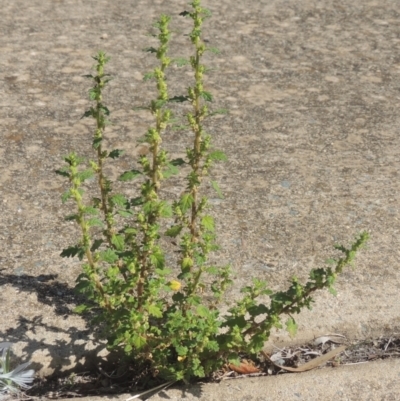 Dysphania pumilio (Small Crumbweed) at Conder, ACT - 22 Feb 2021 by MichaelBedingfield