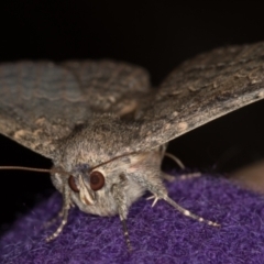 Eudesmeola lawsoni at Melba, ACT - 7 Feb 2021 02:59 PM