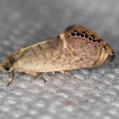 Eupselia melanostrepta (A Twig moth) at Melba, ACT - 7 Feb 2021 by Bron