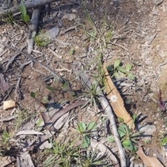 Lagenophora sublyrata (Slender Bottle-daisy) at Mongarlowe River - 26 Nov 2020 by MelitaMilner