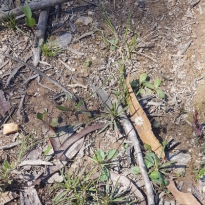 Lagenophora sublyrata (Slender Bottle-daisy) at Mongarlowe River - 26 Nov 2020 by MelitaMilner