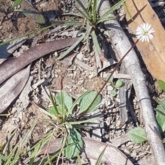 Lagenophora sublyrata at Mongarlowe, NSW - 26 Nov 2020