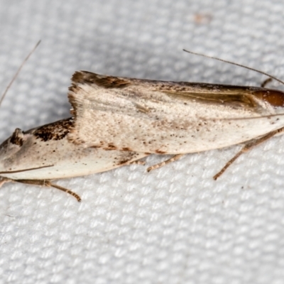 Tymbophora peltastis (A Xyloryctid moth (Xyloryctidae)) at Melba, ACT - 7 Feb 2021 by Bron